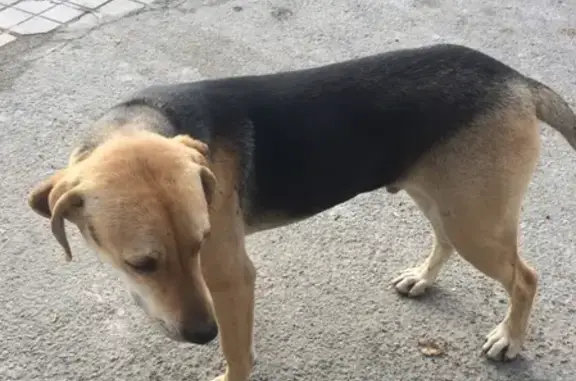 Собака найдена возле чебуречной в Натухаевской