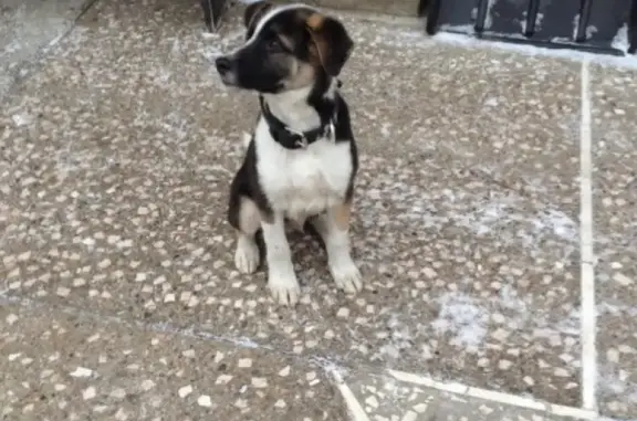 Найден щенок с ошейником в 67 микрорайоне, Набережные Челны