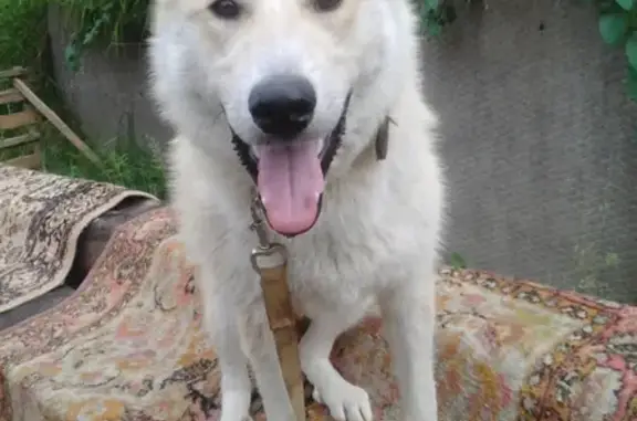 Пропала собака Герда в районе Нефтебазы, Себеж, Псковская область