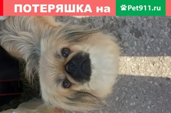 Пропала собака в Тольятти, помогите!