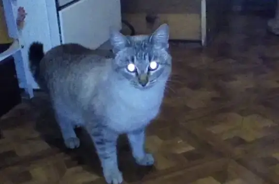 Найдена кошка в Заводском районе! (35 символов)
