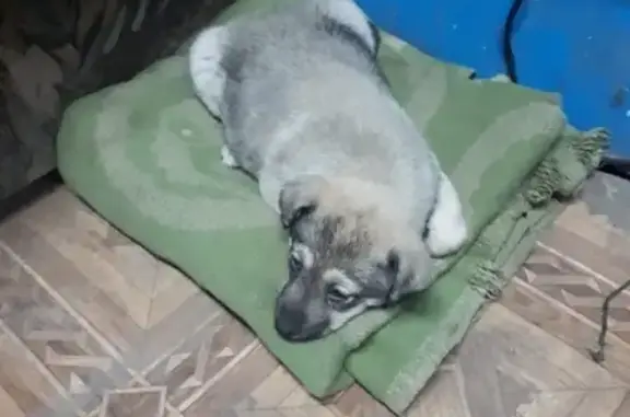 Найдена чистая щеночка девочка в Новочеркасске