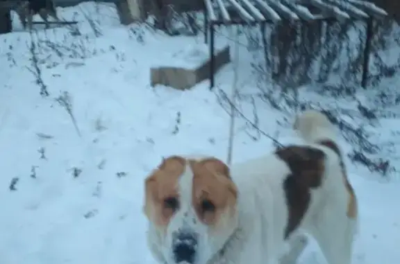 Найдена добрая собака в Ленинском районе, ищем хозяина!