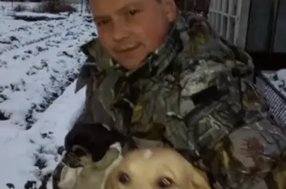 Пропала собака Альма на Восточном, Омутнинск: помогите найти!
