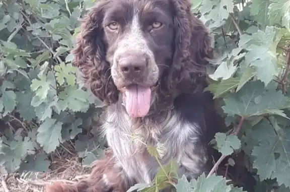 Собаки потеряшки, Кулаковка, фото: Потеряшка собака Оскар в районе С. Кулаковка, вознаграждение за находку!