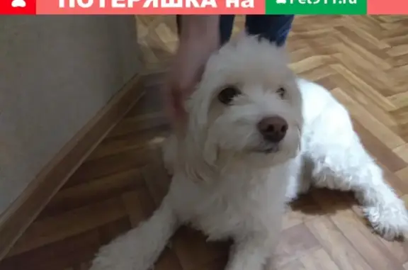 Найдена собака в Бийске: помогите найти хозяина!