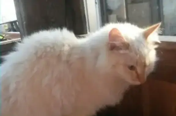 Найден белый пушистый кот в Красноярске
