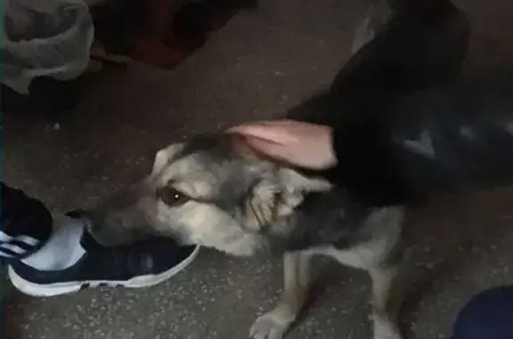 Найдена добрая собака в подъезде, Курган