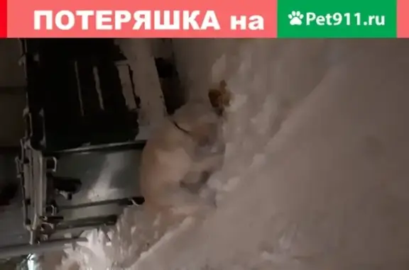 Собака с ошейником бегает у мусорных баков на ул. Доватора, Новосибирск