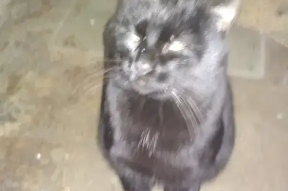 Найден толстый кот без хозяина на Шаумяна, 46