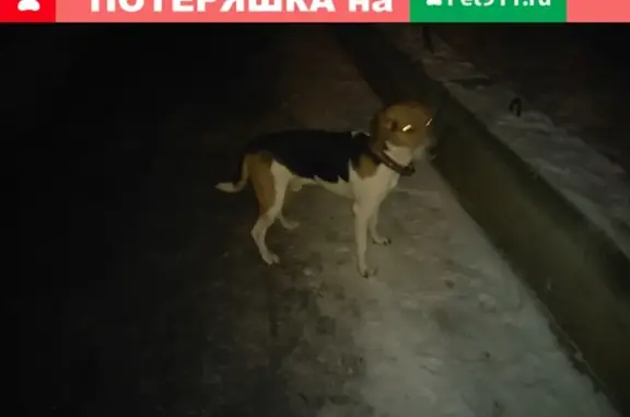 Найдена собака на ул. Двинской, мальчик Эстонская гончая