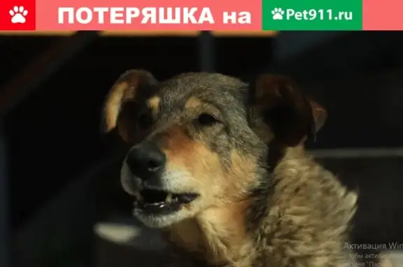 Пропала собака в Борисове с коричневым ошейником