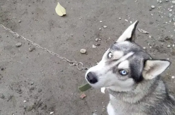 Собака найдена в Моздоке, Северная Осетия-Алания, Россия
