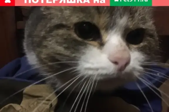 Найдена кошка, СНТ Водитель, фото: Найдена беременная кошка в СНТ Водитель