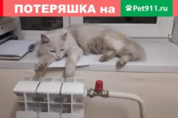 Пропала кошка на улице Старый Гай, 5