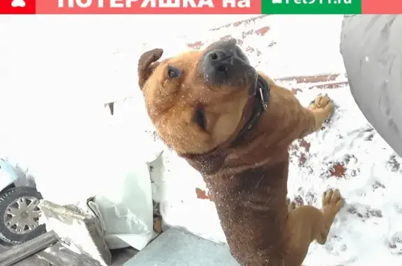 Найдена собака в деревне Колотов Буерак