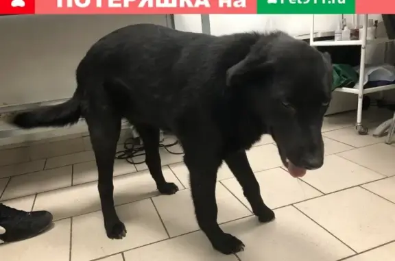 Найден черный пес с белым пятном в Домодедово