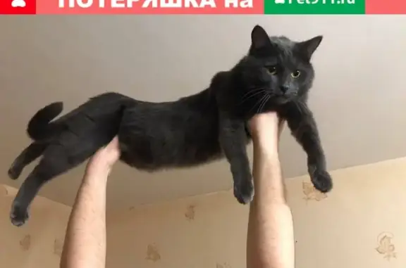 Пропала кошка в Электростали, Московская обл.