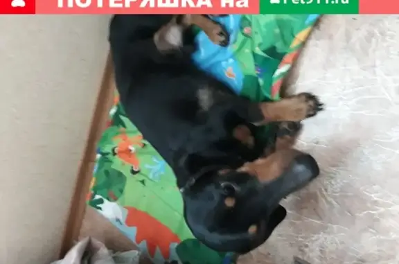 Найдена собака Спокойный на Московском тракте, Томск
