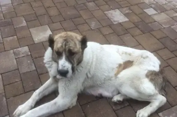 Пропала собака Айза в Горячеводском поселке