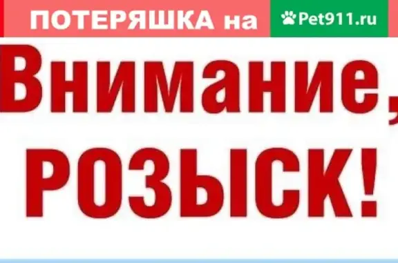 Кошки потеряшки, Гритчино, фото: Потеряшка кошка 