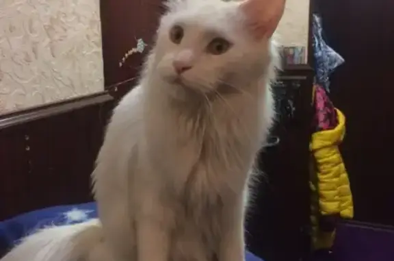 Пропала кошка Мейн-Кун по адресу Героев-Североморцев 03.12.2018