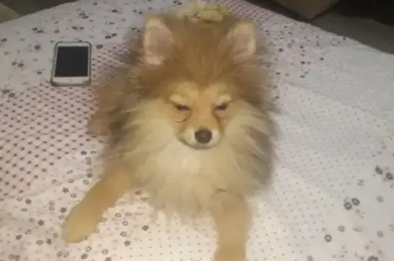 Пропала собака Даня в Дрезне, Московская область