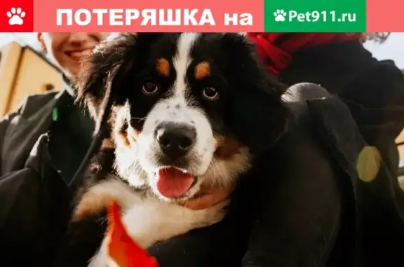 Пропала собака Фата в Белгородской области