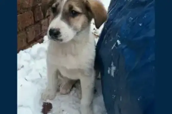 Пропал щенок на проспекте Ленина!