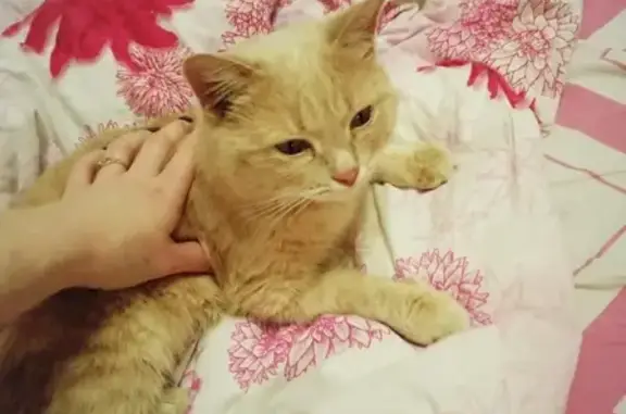Потерянный котик найден в Александровске, Пермский край