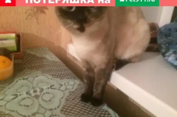Пропала сиамская кошка по адресу Профсоюзная 71, Россия, Киров.
