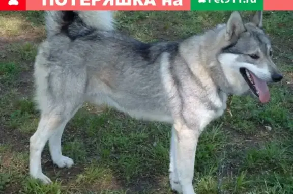 Пропала собака в поселке Октябрьский