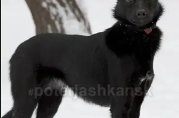Найдена черная собака с ошейником 40502 в Новосибирске
