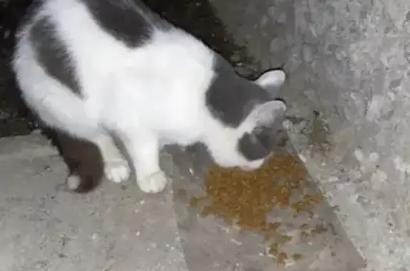 Найден голодный котик, ищем передержку (Каменск-Уральский)