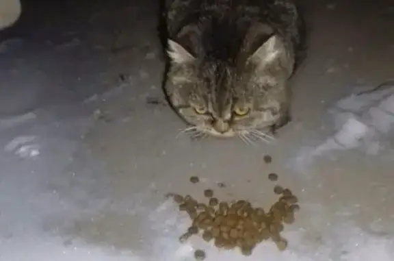 Найден британский котик в Красненьком, Тамбов.