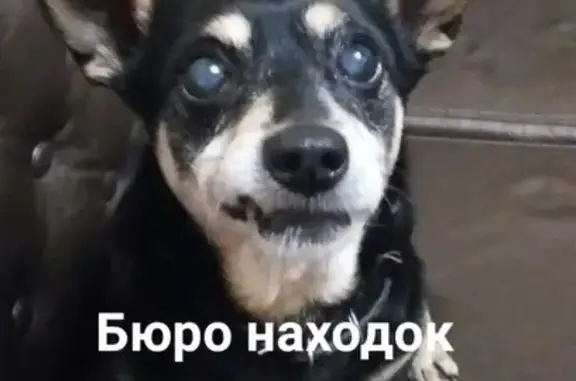 Пропала собака на Ломоносова, 219 (Архангельск)
