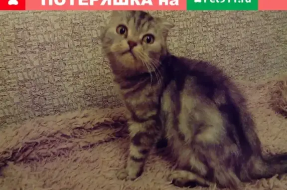 Найдена кошка: дом 73, Октябрьская революция