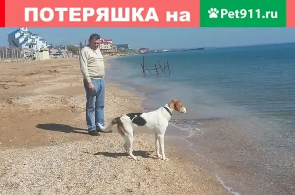 Собака пропала на Рижском направлении, платформа Красногорская