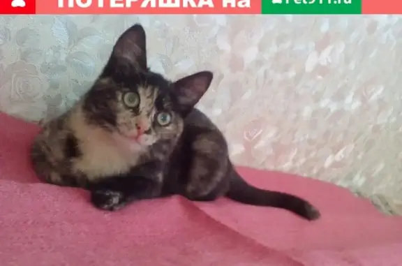 Кошки потеряшки, Шелекса, фото: Потеряшка кошка на ул. Дачная в п. Шелекса