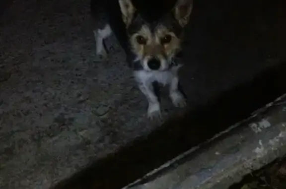 Найдена собака в Анапе, ищем хозяина