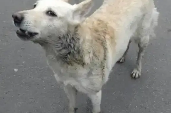 Найдена собака в СПб, Красносельский район, ул. Тамбасова
