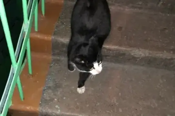 Найдена кошка на ул. 1-я Шинная, г. Омск