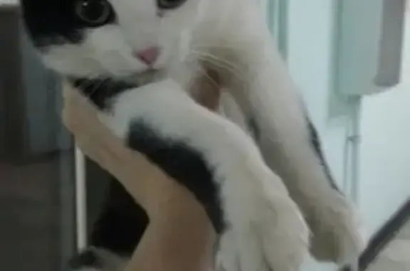 Найдена зеленоглазая кошка в Тольятти, нужен дом