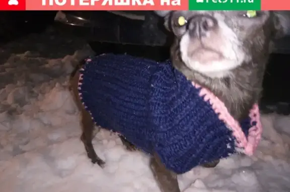 Пропала собачка чихуа-хуа в Рязани, ул. Великанова