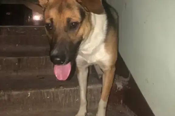 Найдена собака в Ногинске, ищем хозяев!
