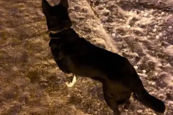Найдена собака в Сергиевом Посаде, ищем хозяина