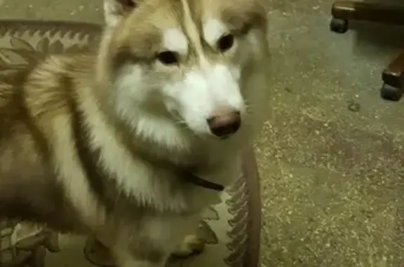 Найдена собака Хаски в Москве