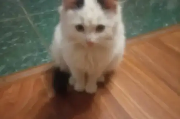 Найден белый котенок на улице Пушкина в Острогожске