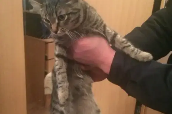 Потерялся котик в Екатеринбурге