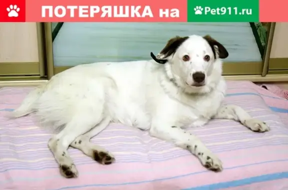 Пропала бело-коричневая собака на Кукковке, Петрозаводск.